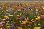 a panoramic view of a vast field covered with countless vibrant flowers of various hues, showcasing the beauty and diversity of nature.