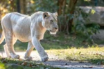 a majestic white lioness confidently leading her pride through a sunlit savannah.