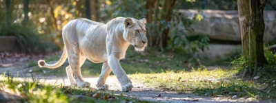 a majestic white lioness confidently leading her pride through a sunlit savannah.