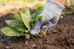 Weed Control