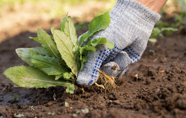 Weed Control
