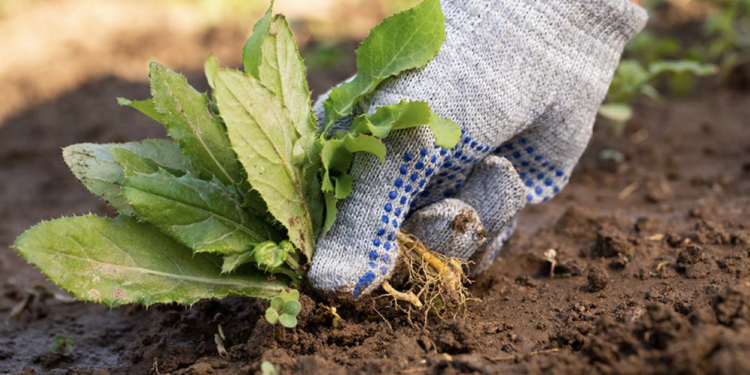 Weed Control