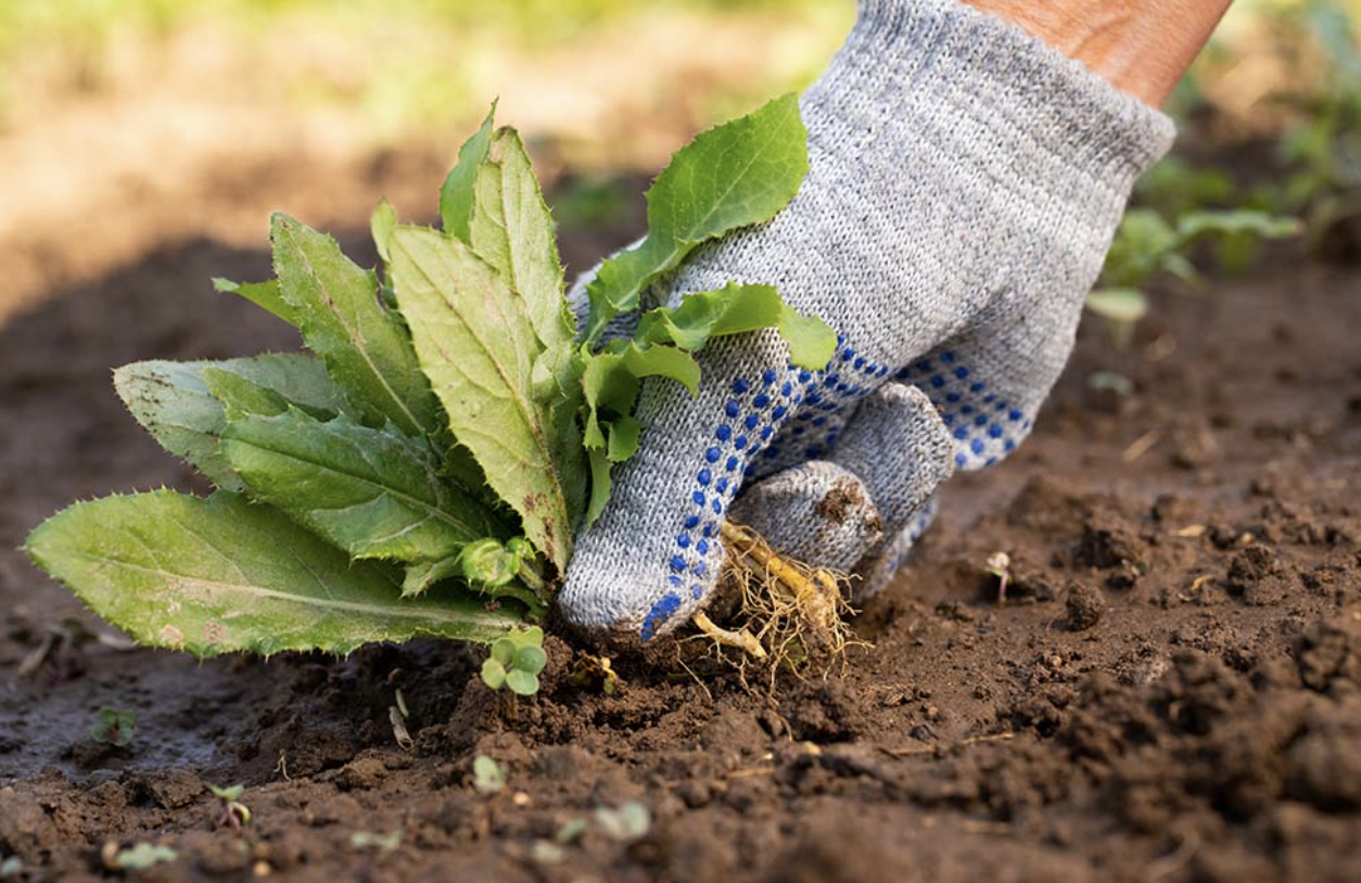 Weed Control