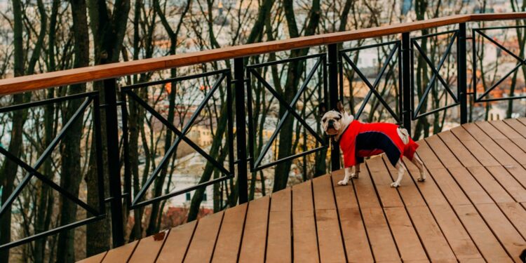 Dog-friendly