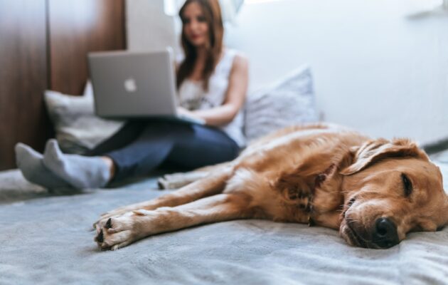 Pet Friendly Apartments