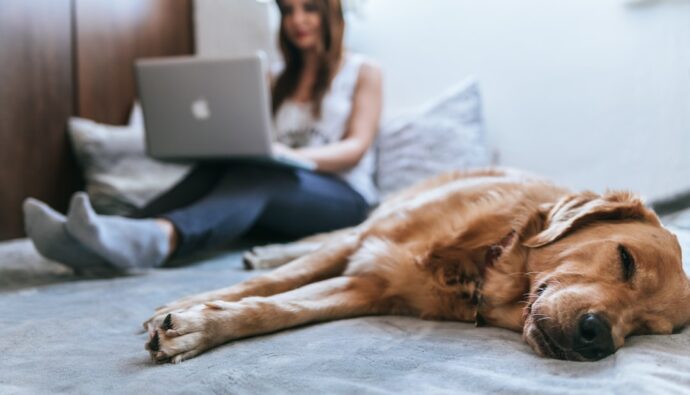 Pet Friendly Apartments