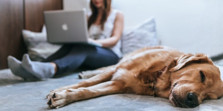Pet Friendly Apartments