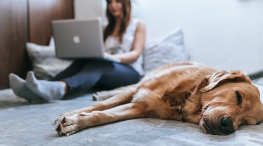 Pet Friendly Apartments